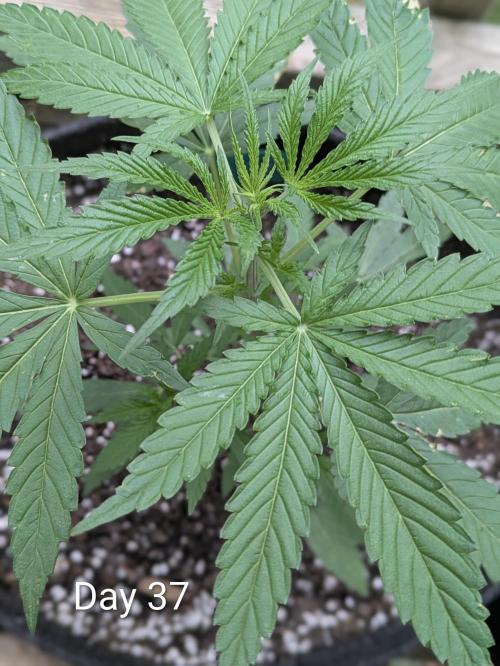 1st Outdoor Grow - Mystic Gorilla Auto. Week 5