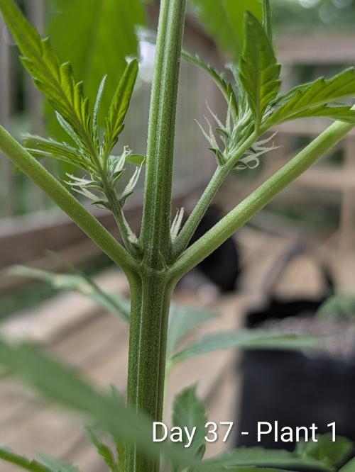 2nd Outdoor Grow - Mystic Gorilla Auto. Week 5