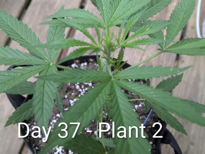 2nd Outdoor Grow - Mystic Gorilla Auto. Week 5