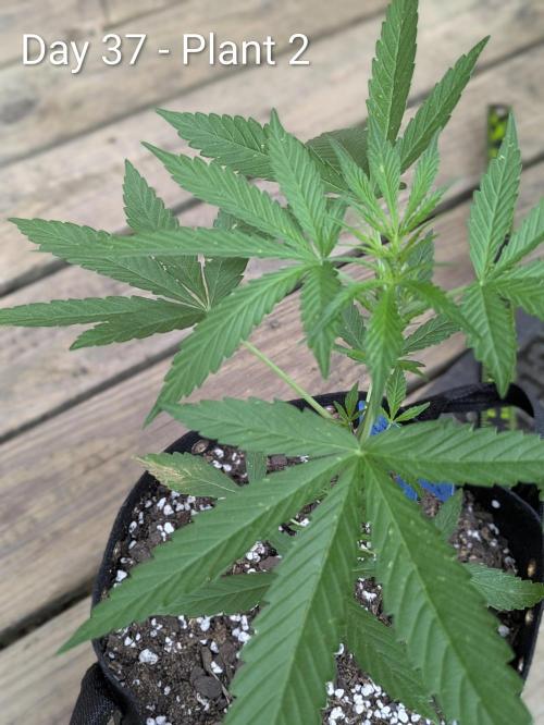2nd Outdoor Grow - Mystic Gorilla Auto. Week 5