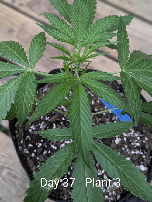 2nd Outdoor Grow - Mystic Gorilla Auto. Week 5