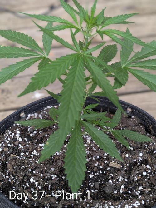 2nd Outdoor Grow - Mystic Gorilla Auto. Week 5