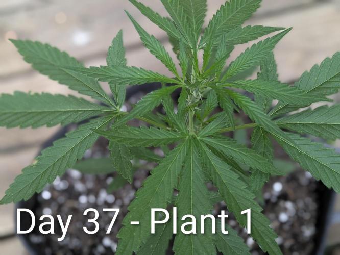 2nd Outdoor Grow - Mystic Gorilla Auto. Week 5