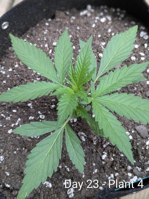 3rd Outdoor Grow - Purple Lemonade RF3. Week 3