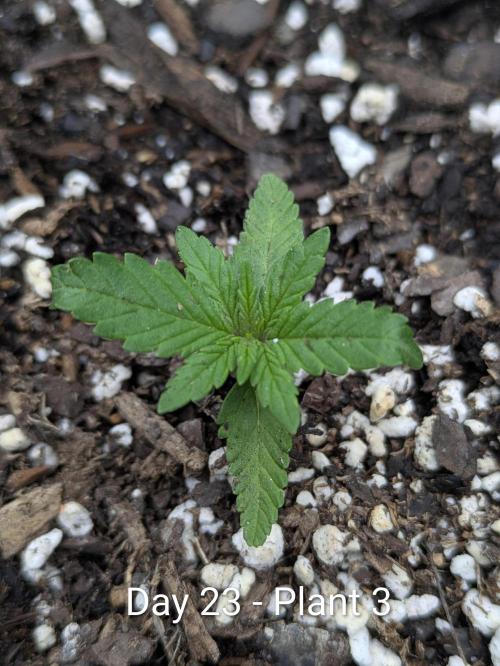 Purple Lemonade Auto RF3. Week 3