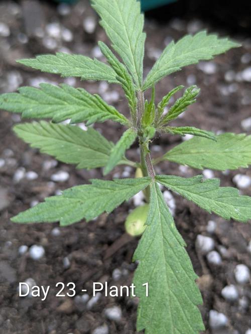 3rd Outdoor Grow - Purple Lemonade RF3. Week 3