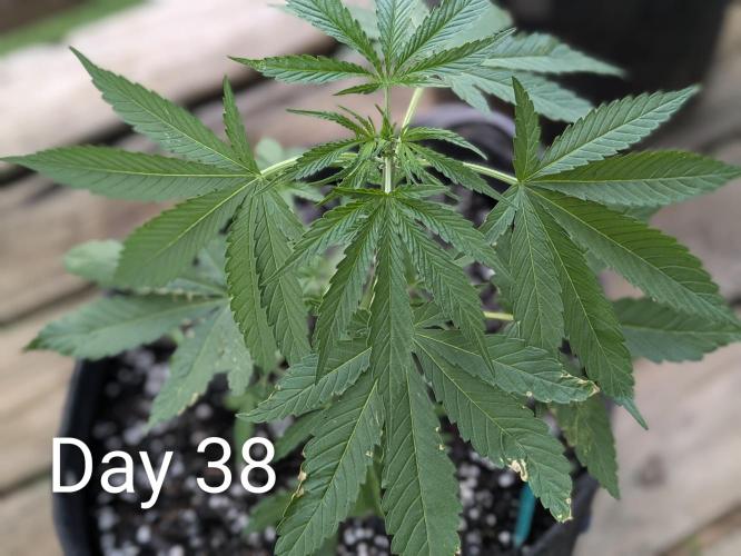 1st Outdoor Grow - Mystic Gorilla Auto. Week 5