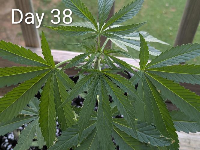 1st Outdoor Grow - Mystic Gorilla Auto. Week 5