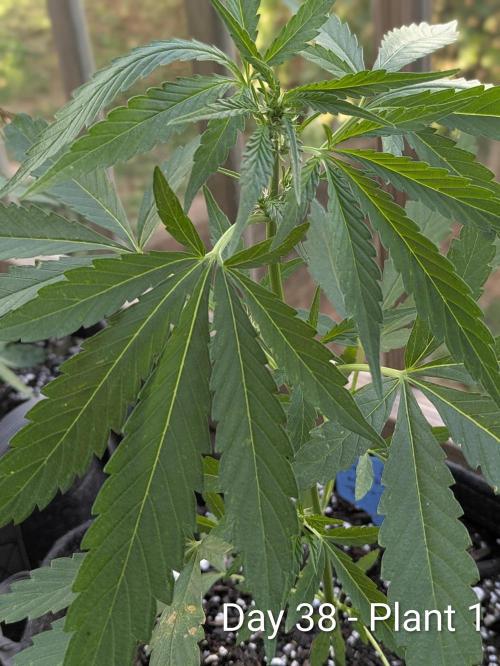 2nd Outdoor Grow - Mystic Gorilla Auto. Week 5