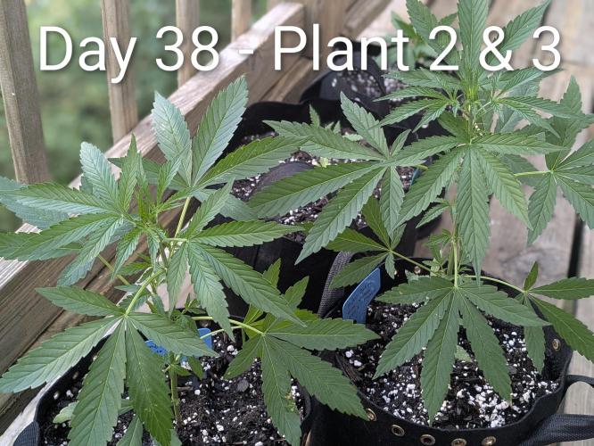 2nd Outdoor Grow - Mystic Gorilla Auto. Week 5