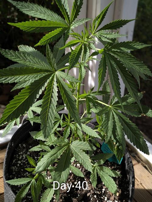 1st Outdoor Grow - Mystic Gorilla Auto. Week 5