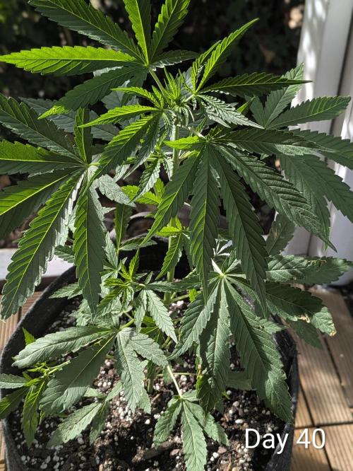 Mystic Gorilla. Week 5