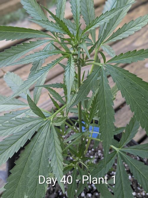 2nd Outdoor Grow - Mystic Gorilla Auto. Week 5