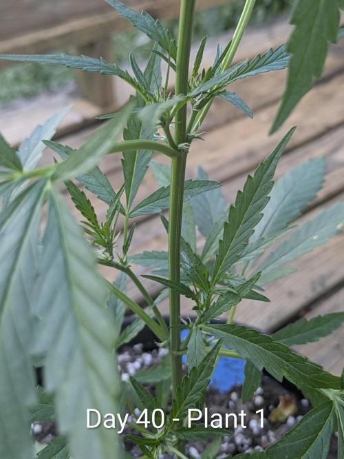 2nd Outdoor Grow - Mystic Gorilla Auto. Week 5