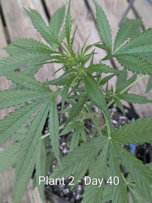 2nd Outdoor Grow - Mystic Gorilla Auto. Week 5