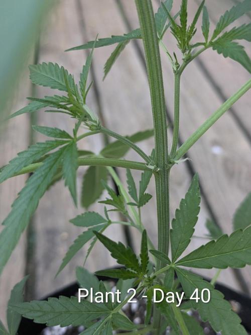 2nd Outdoor Grow - Mystic Gorilla Auto. Week 5
