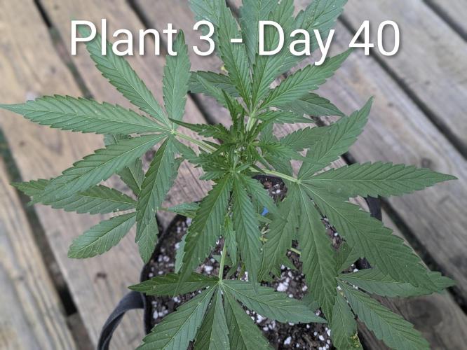 2nd Outdoor Grow - Mystic Gorilla Auto. Week 5