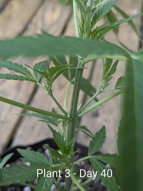 2nd Outdoor Grow - Mystic Gorilla Auto. Week 5