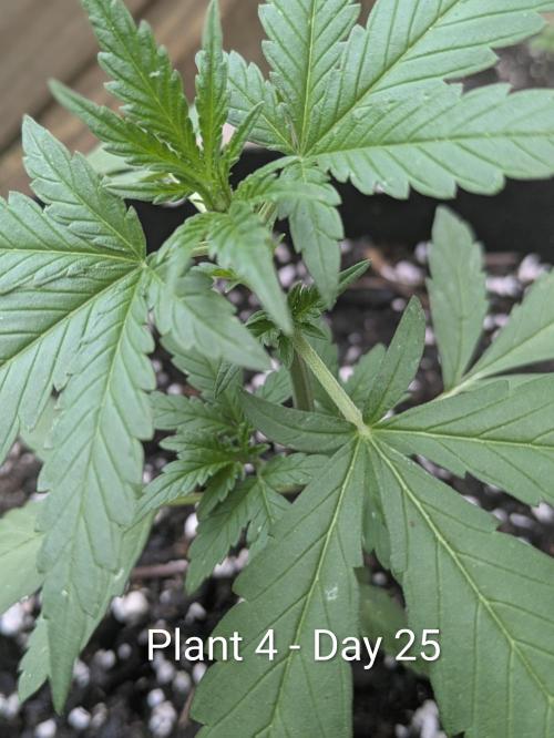 3rd Outdoor Grow - Purple Lemonade RF3. Week 3