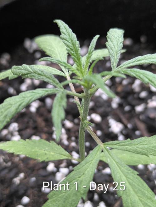 3rd Outdoor Grow - Purple Lemonade RF3. Week 3