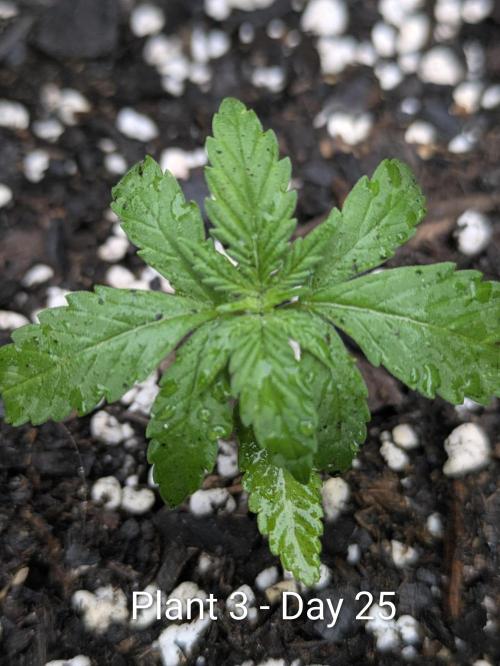 3rd Outdoor Grow - Purple Lemonade RF3. Week 3