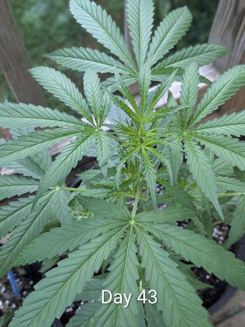 1st Outdoor Grow - Mystic Gorilla Auto. Week 6