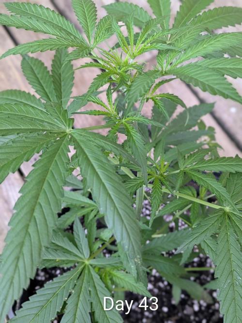 1st Outdoor Grow - Mystic Gorilla Auto. Week 6