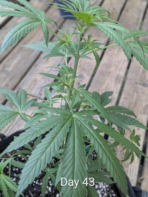 1st Outdoor Grow - Mystic Gorilla Auto. Week 6