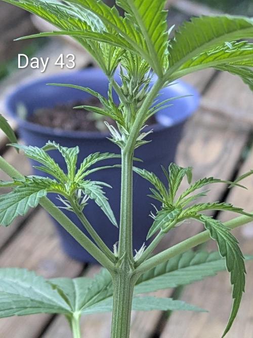 1st Outdoor Grow - Mystic Gorilla Auto. Week 6