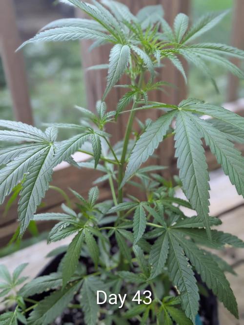 Mystic Gorilla. Week 6