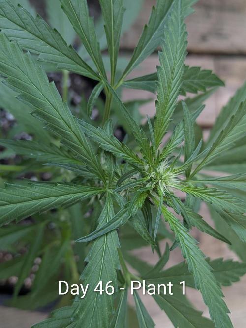 2nd Outdoor Grow - Mystic Gorilla Auto. Week 6