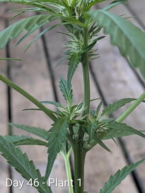 2nd Outdoor Grow - Mystic Gorilla Auto. Week 6