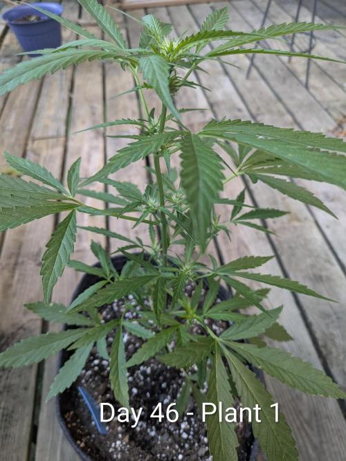 2nd Outdoor Grow - Mystic Gorilla Auto. Week 6