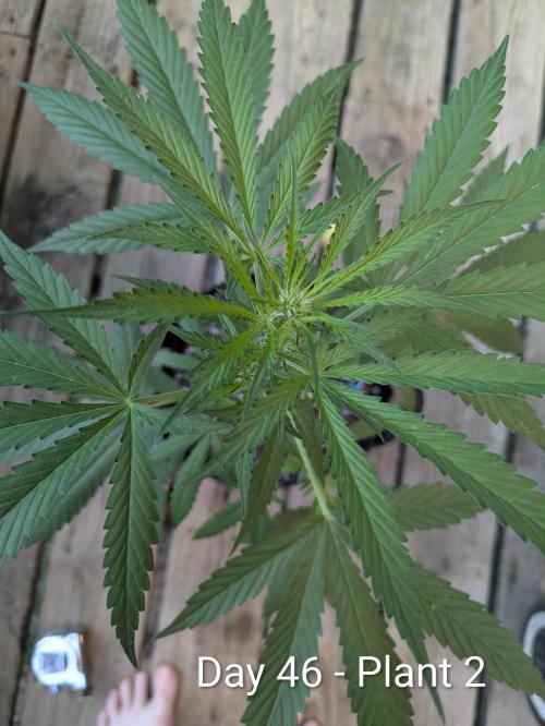 2nd Outdoor Grow - Mystic Gorilla Auto. Week 6