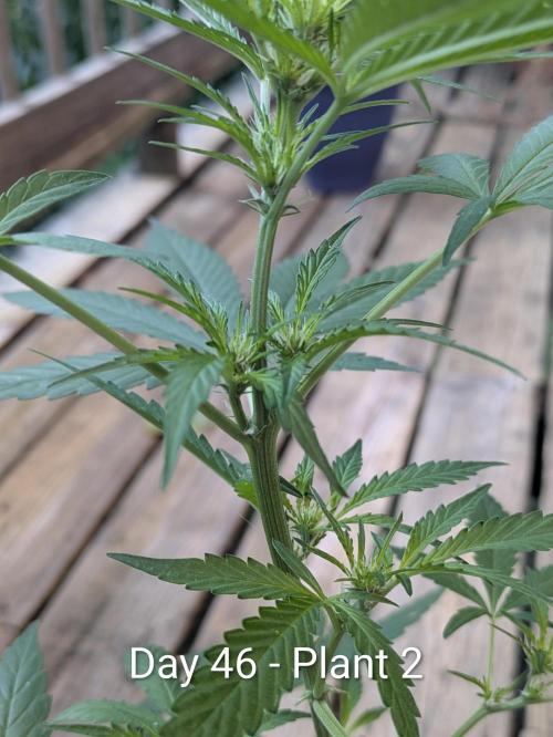 2nd Outdoor Grow - Mystic Gorilla Auto. Week 6