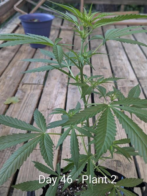 2nd Outdoor Grow - Mystic Gorilla Auto. Week 6