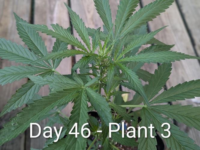 2nd Outdoor Grow - Mystic Gorilla Auto. Week 6
