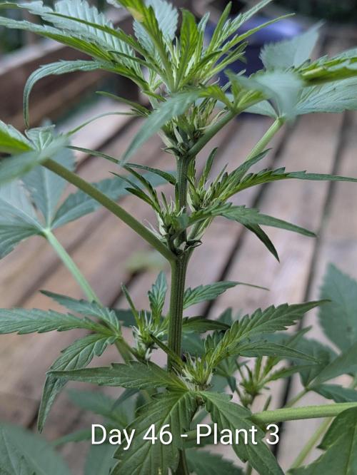 2nd Outdoor Grow - Mystic Gorilla Auto. Week 6