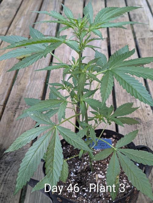 Mystic Gorilla Auto. Week 6