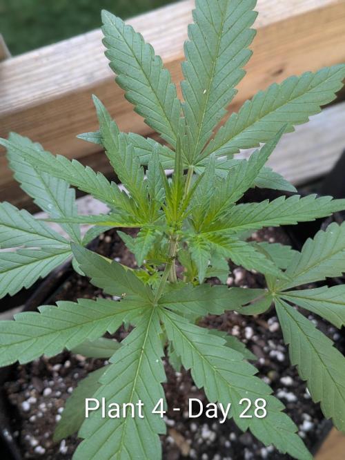 3rd Outdoor Grow - Purple Lemonade RF3. Week 4
