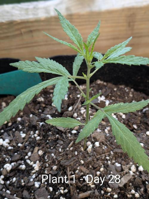 3rd Outdoor Grow - Purple Lemonade RF3. Week 4
