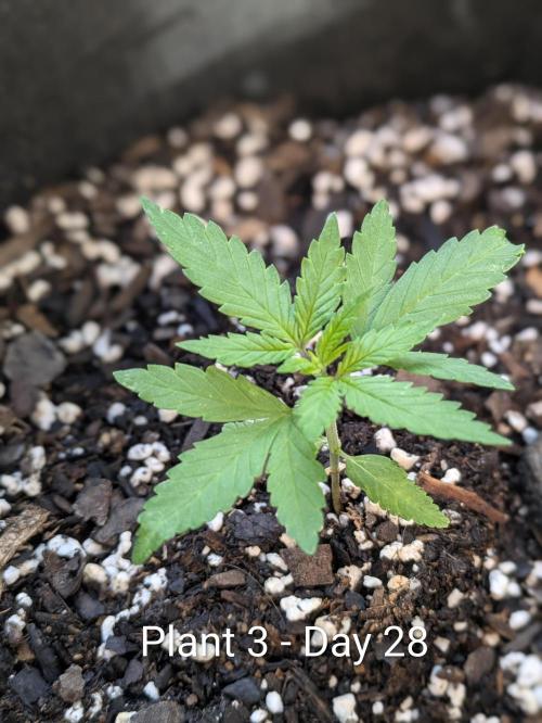 3rd Outdoor Grow - Purple Lemonade RF3. Week 4