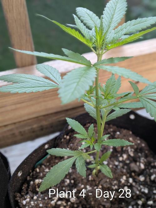 3rd Outdoor Grow - Purple Lemonade RF3. Week 4