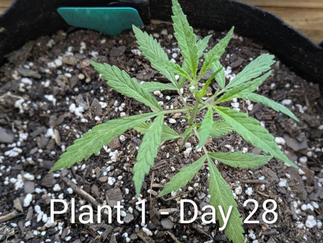 3rd Outdoor Grow - Purple Lemonade RF3. Week 4