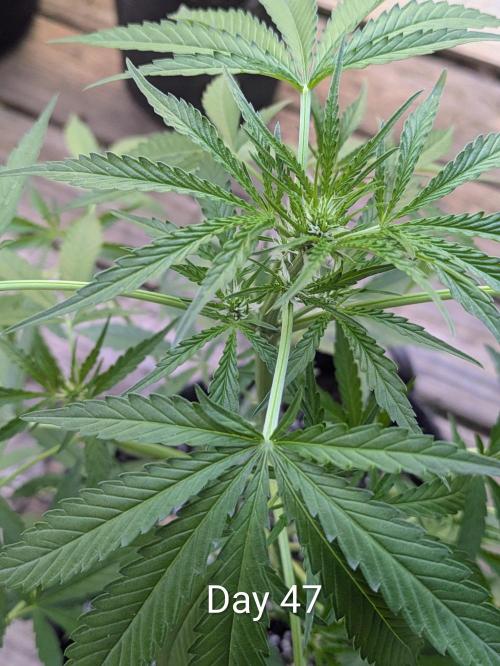 1st Outdoor Grow - Mystic Gorilla Auto. Week 6