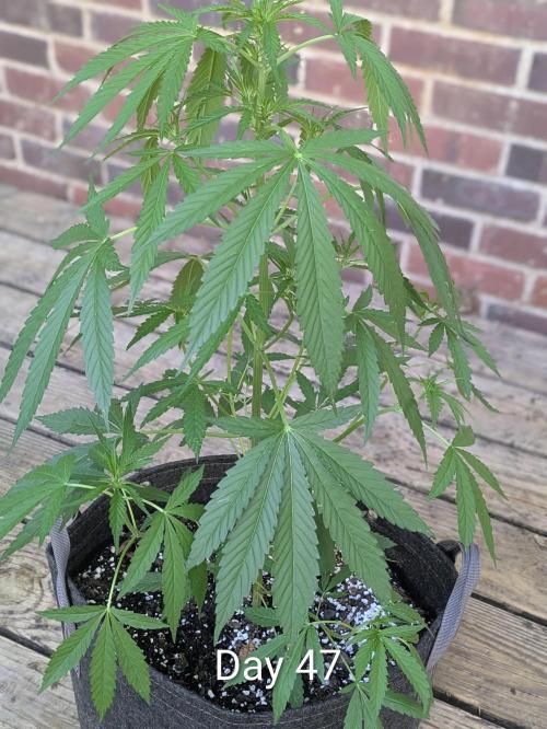 1st Outdoor Grow - Mystic Gorilla Auto. Week 6