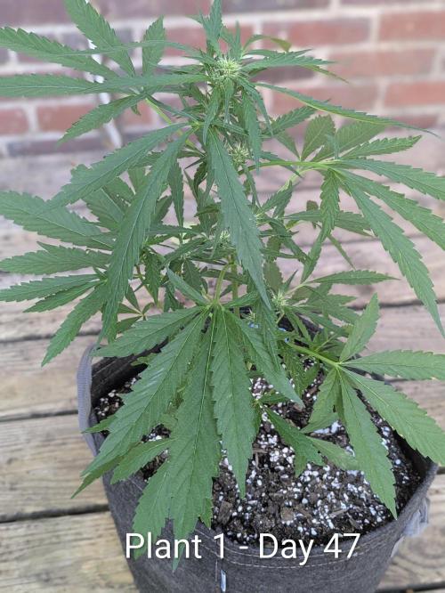 2nd Outdoor Grow - Mystic Gorilla Auto. Week 6