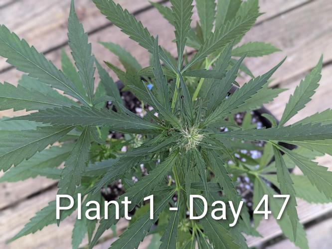 2nd Outdoor Grow - Mystic Gorilla Auto. Week 6
