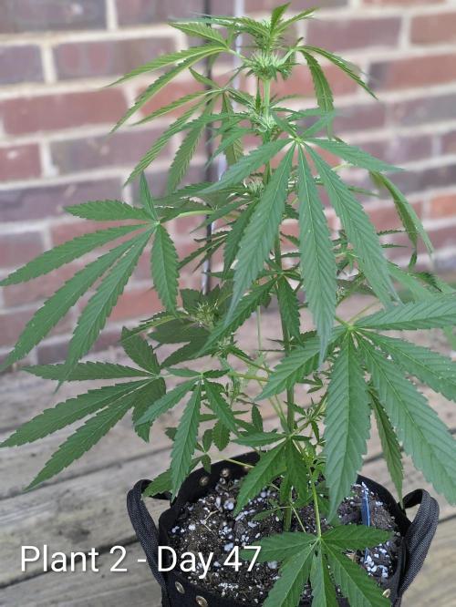 2nd Outdoor Grow - Mystic Gorilla Auto. Week 6