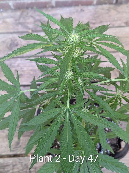 2nd Outdoor Grow - Mystic Gorilla Auto. Week 6